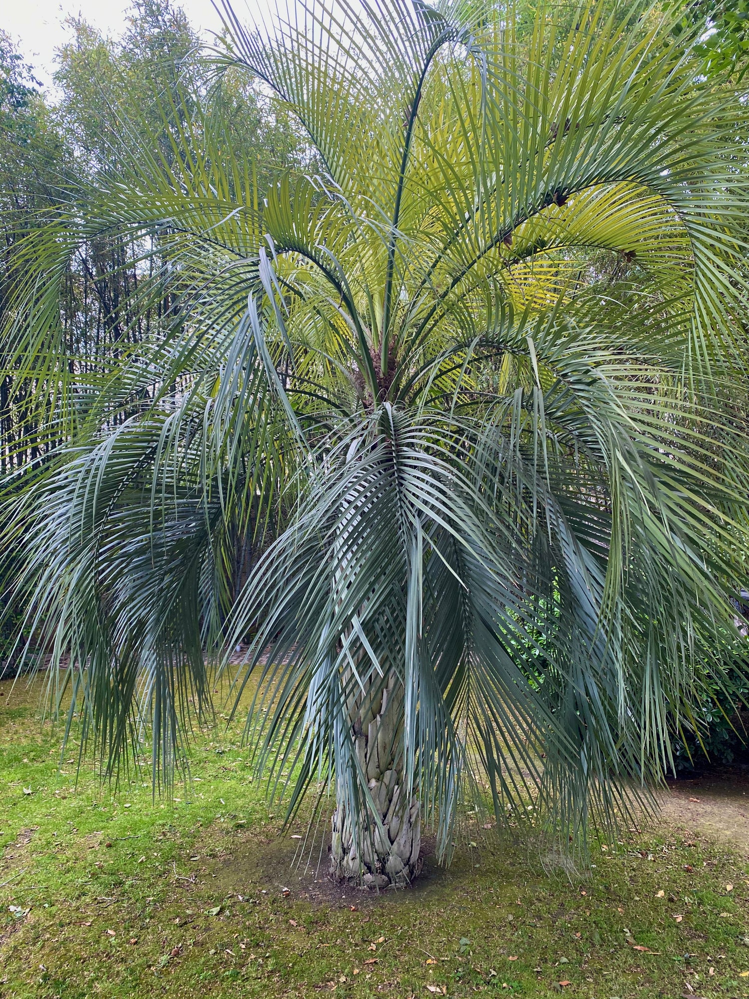 Pindo Palm, Jelly Palm, Cocos Australis outside view
