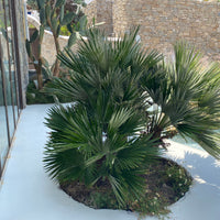 European Fan Palm Multi, Mediterranean Fan Palm
