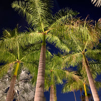 Florida Royal Palm, Cuban Royal Palm