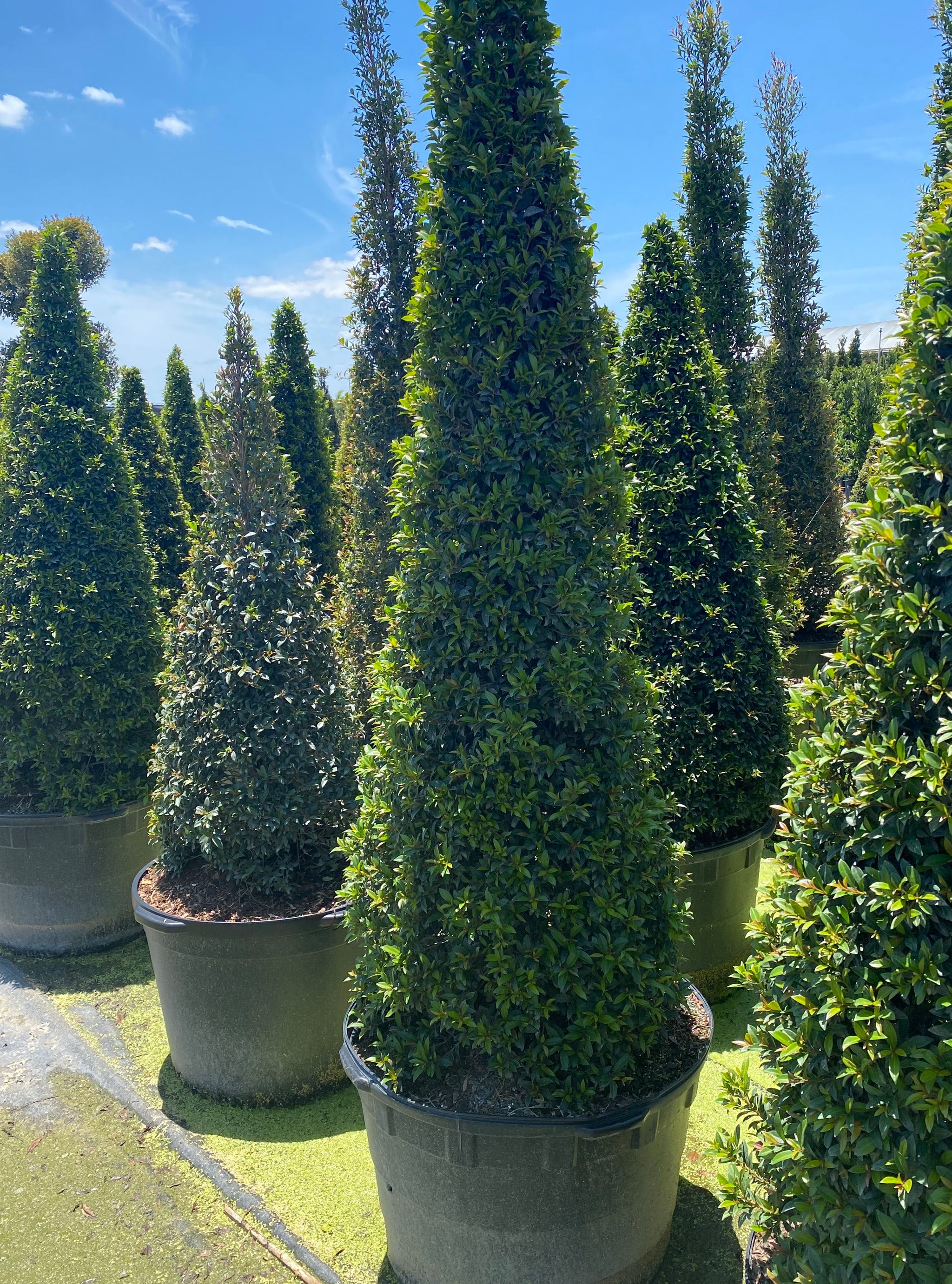 How Big Do Eugenia Topiary Get