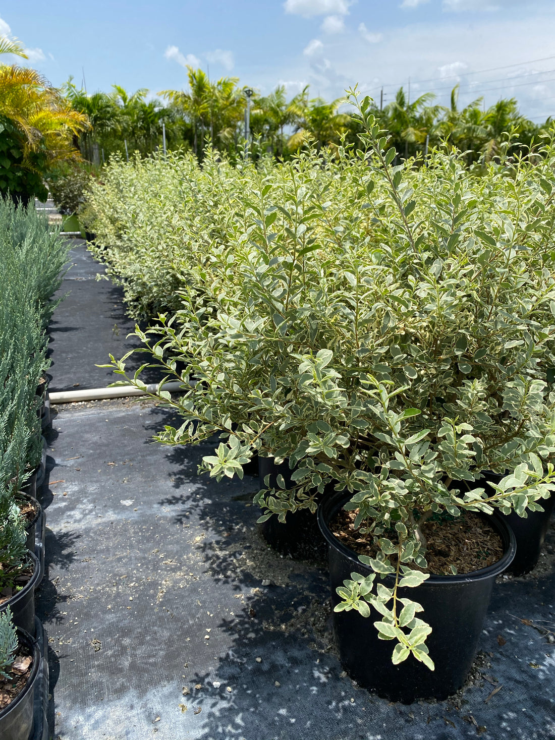 Ligustrum Sinense Variegated Privet Tree in pots outside