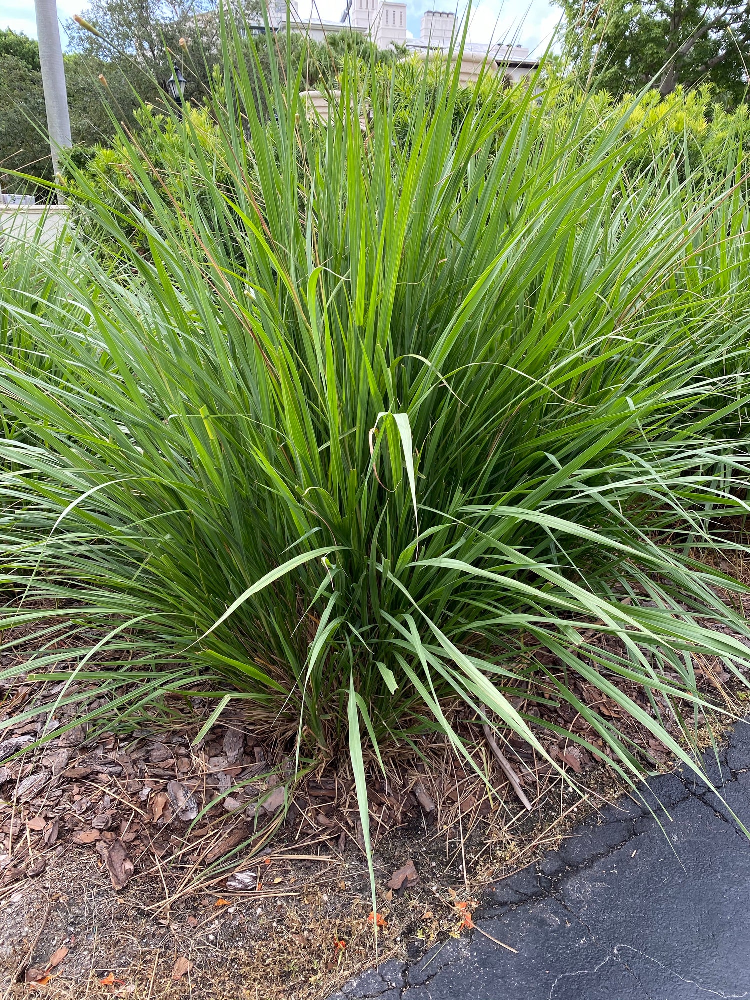 Fakahatchee Ornamental Grass