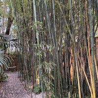 Black Bamboo Timor, Bambusa Lako