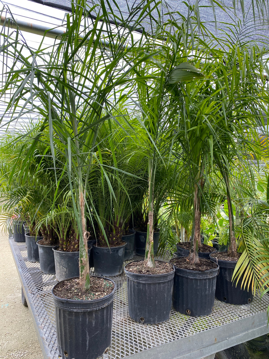 Queen Palm, Cocos Plumosa