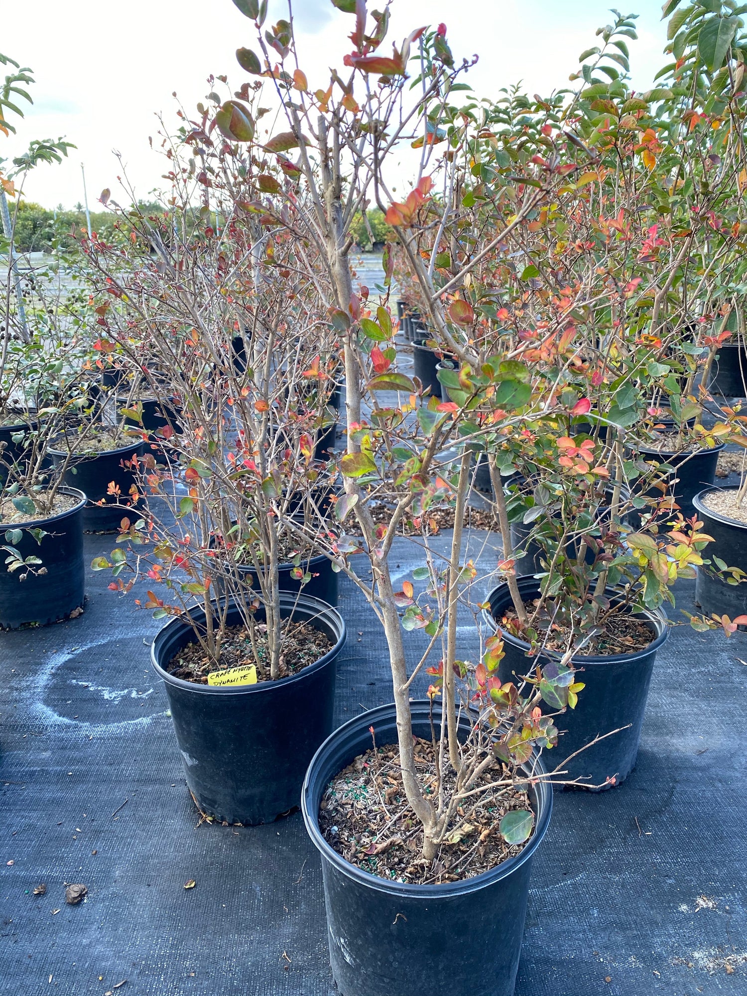 Crape Myrtle Rasberry Sundae Dual Color Red and Pink Flowering Tree