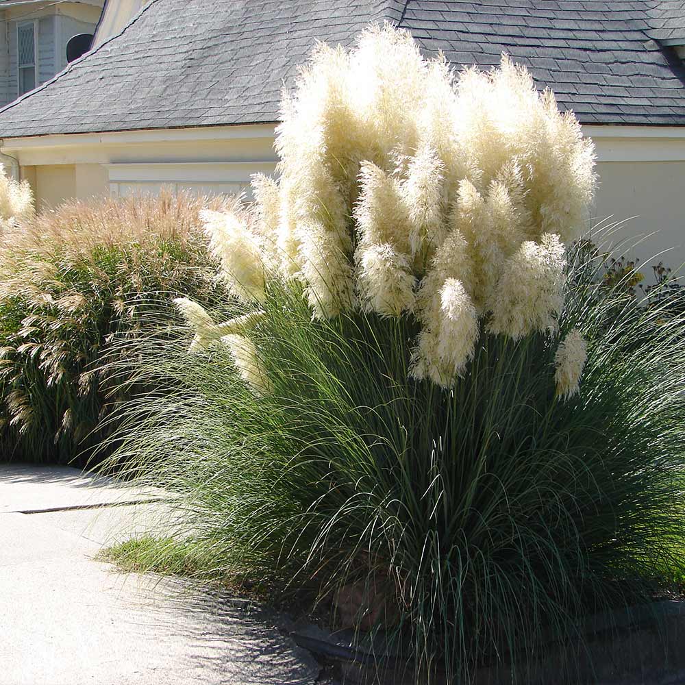 front view of White Pampas Grass