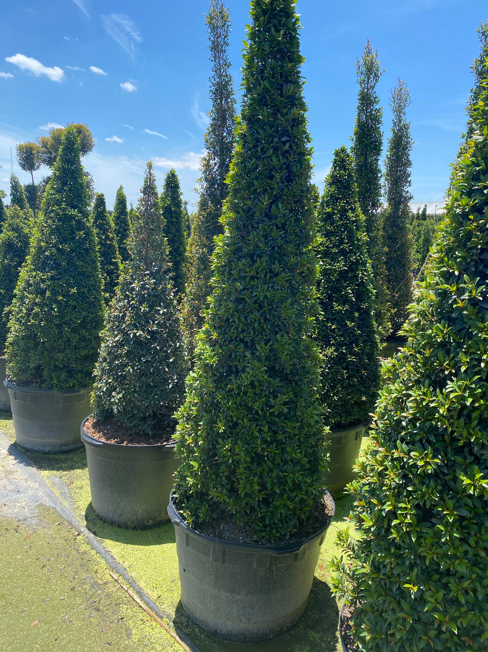 Topiary Eugenia Cone, Pyramid Tree | Eureka Farms