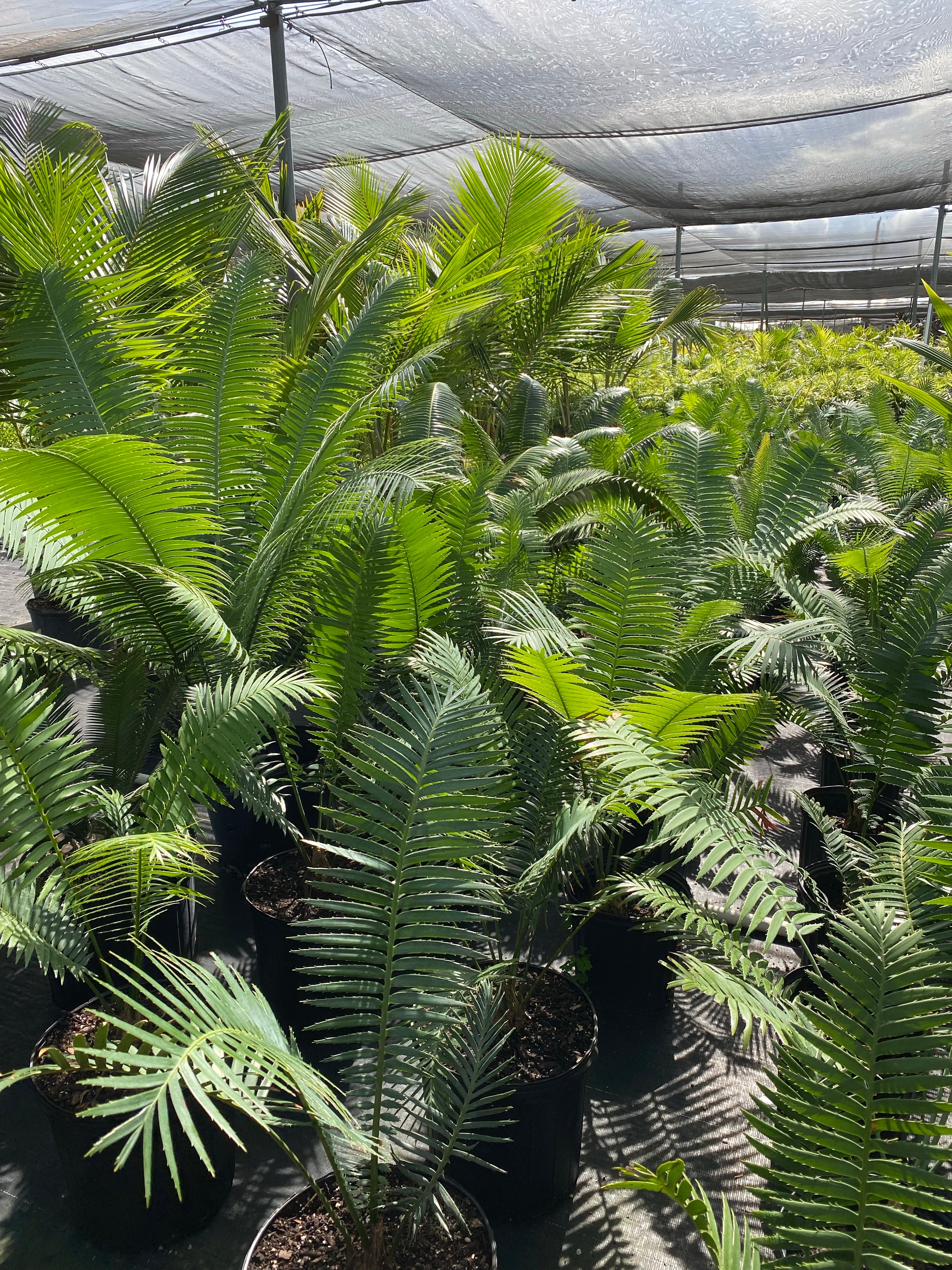 planting cycads in pots Dioon Spinulosum, Mexican Cycad, Gum Exotic Palm