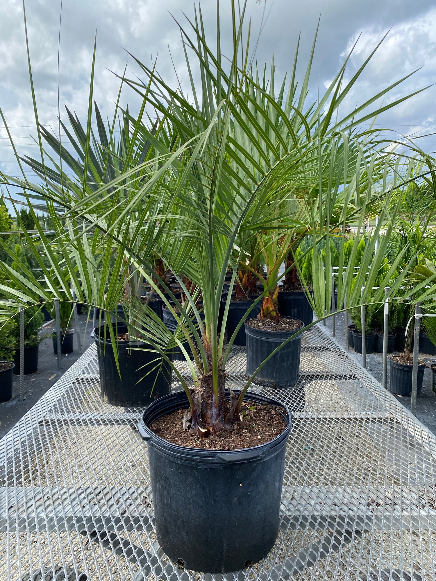 Pindo Palm, Jelly Palm, Cocos Australis in a pot