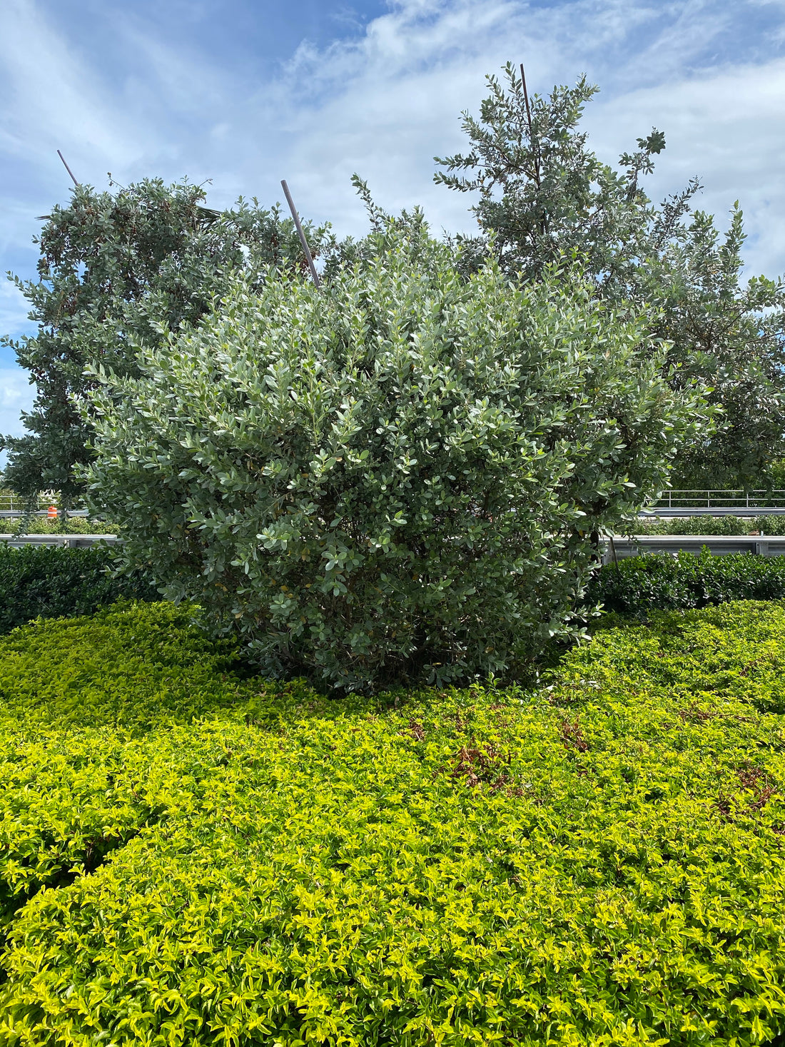 Silver Buttonwood Bush Form