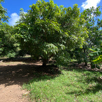 Glenn Mango Fruit Tree, Mangifera indica