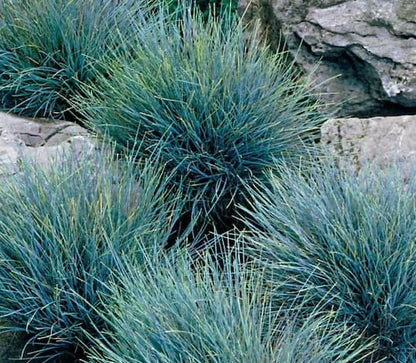 Elijah Icy Blue Fescue Grass