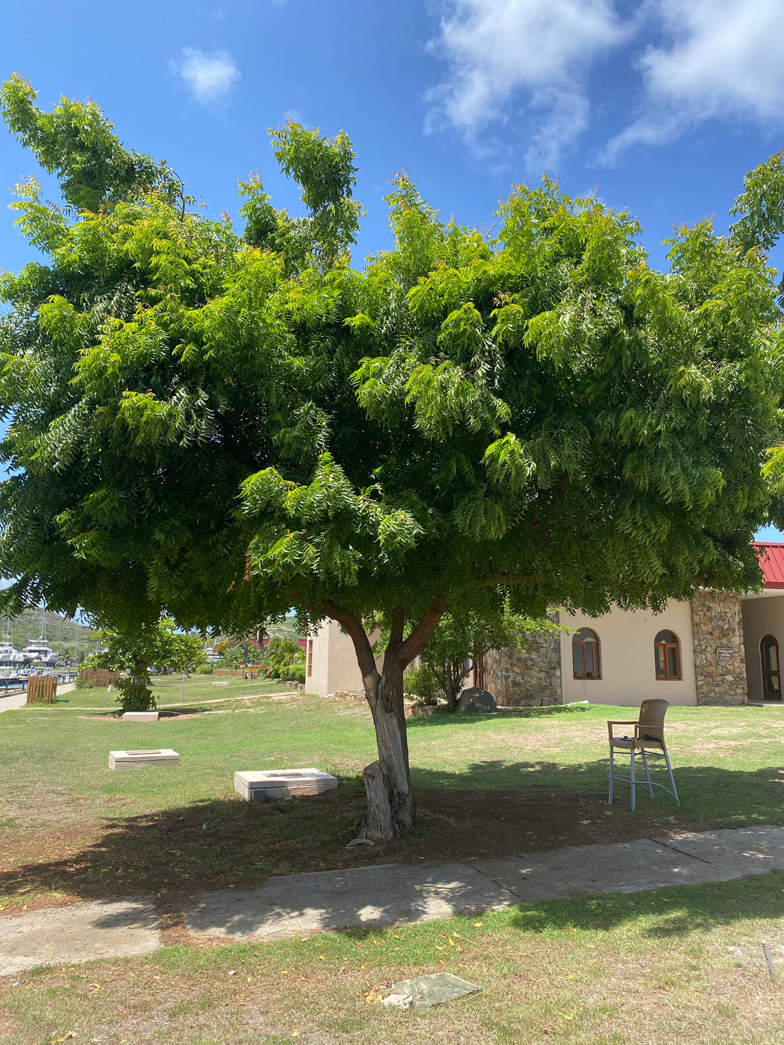 Neem Tree, Indian Lilac, Azadirachta indica