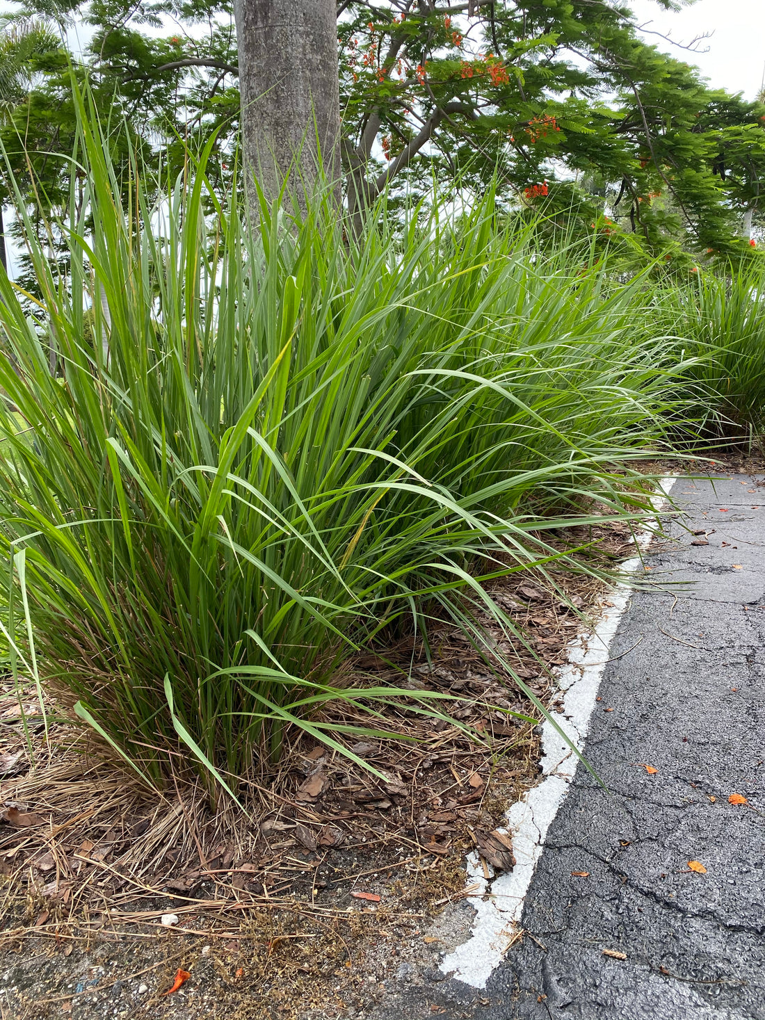 Fakahatchee Ornamental Grass