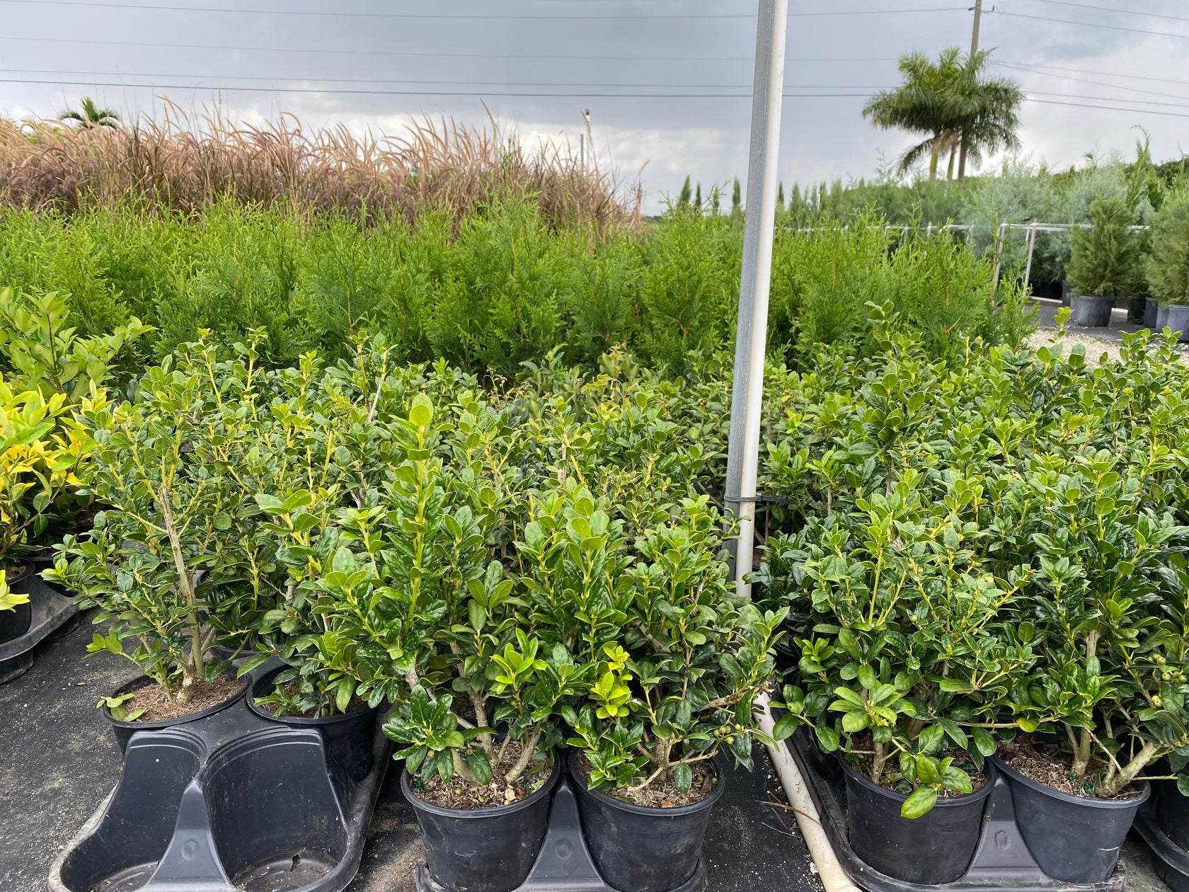 Wavy Leaf Ligustrum Recurve – Eureka Farms