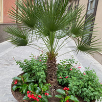 European Fan Palm Multi, Mediterranean Fan Palm