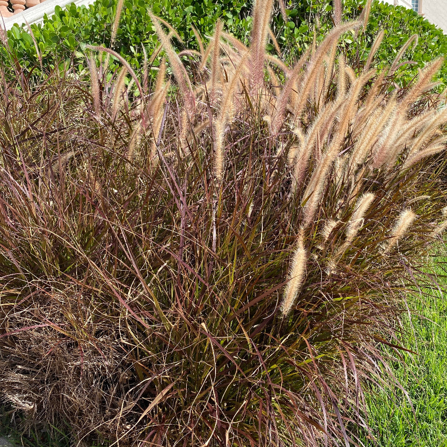 Shop Our Purple Fountain Grass | Eureka Farms