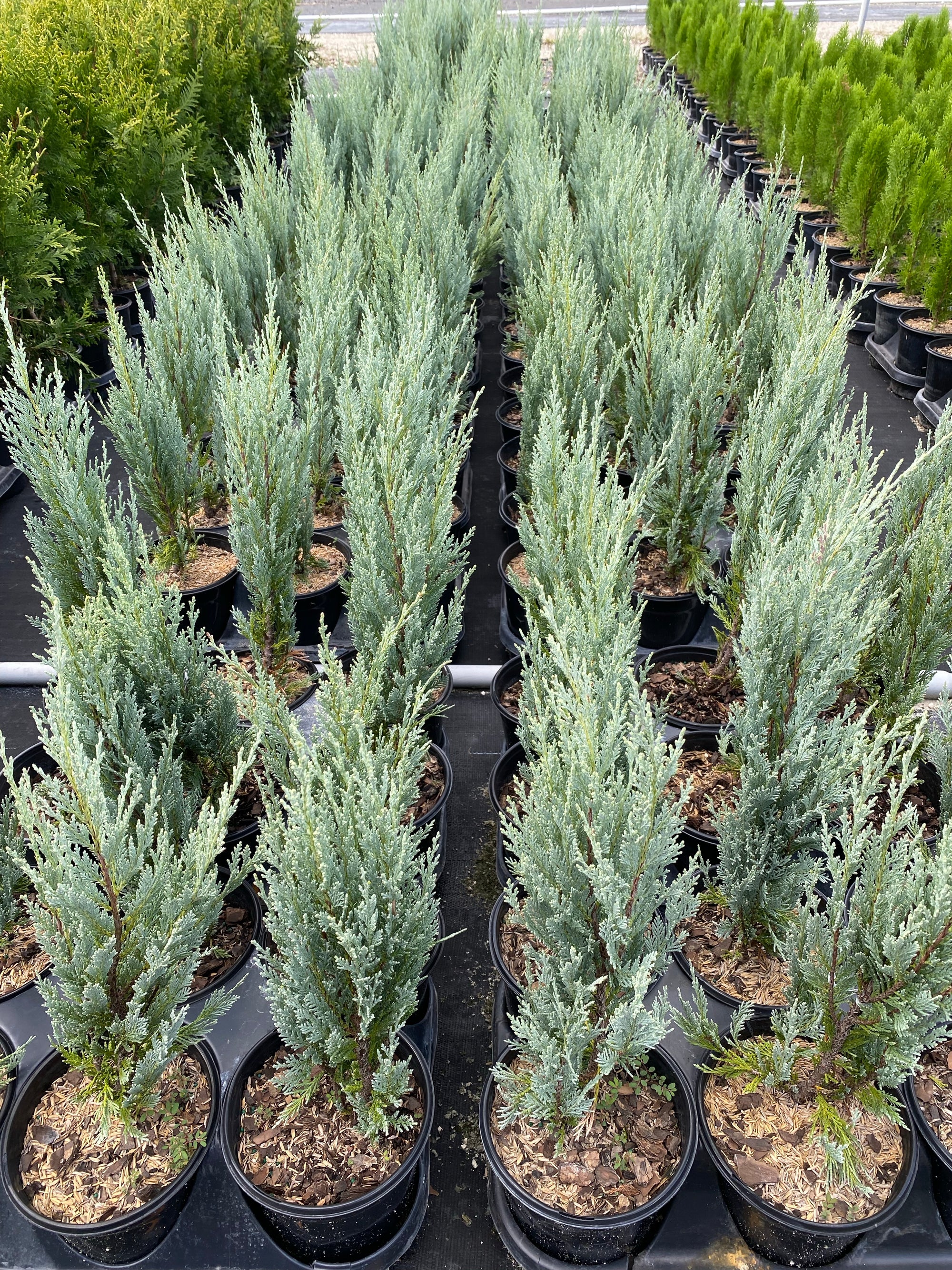Buy Moonglow, Rocky Mountain Juniper Eureka Farms