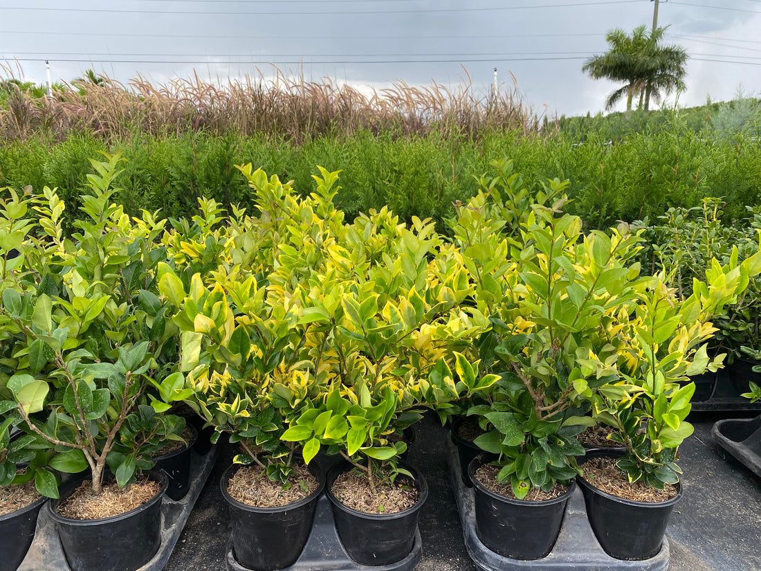 multiple Howardi Ligustrum, Golden Wax Leaf Privet