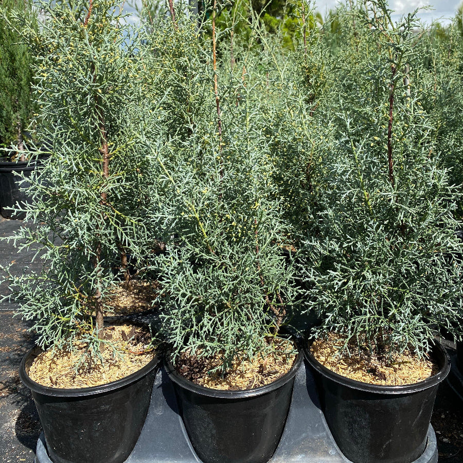 Explore Our Topiary Cone Carolina Sapphire | Eureka Farms