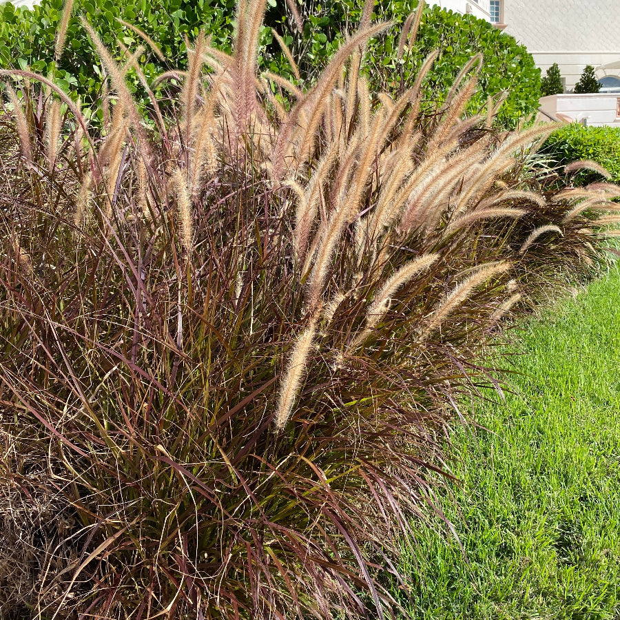 Shop Our Purple Fountain Grass | Eureka Farms
