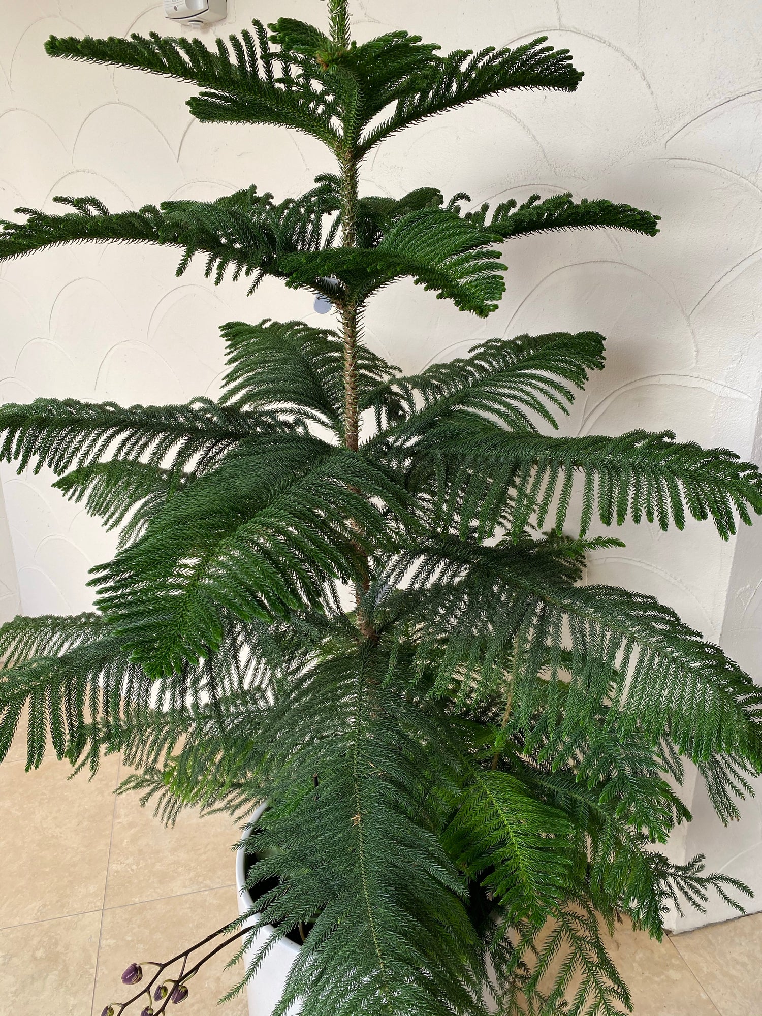 Norfolk Island pine, Christmas Tree