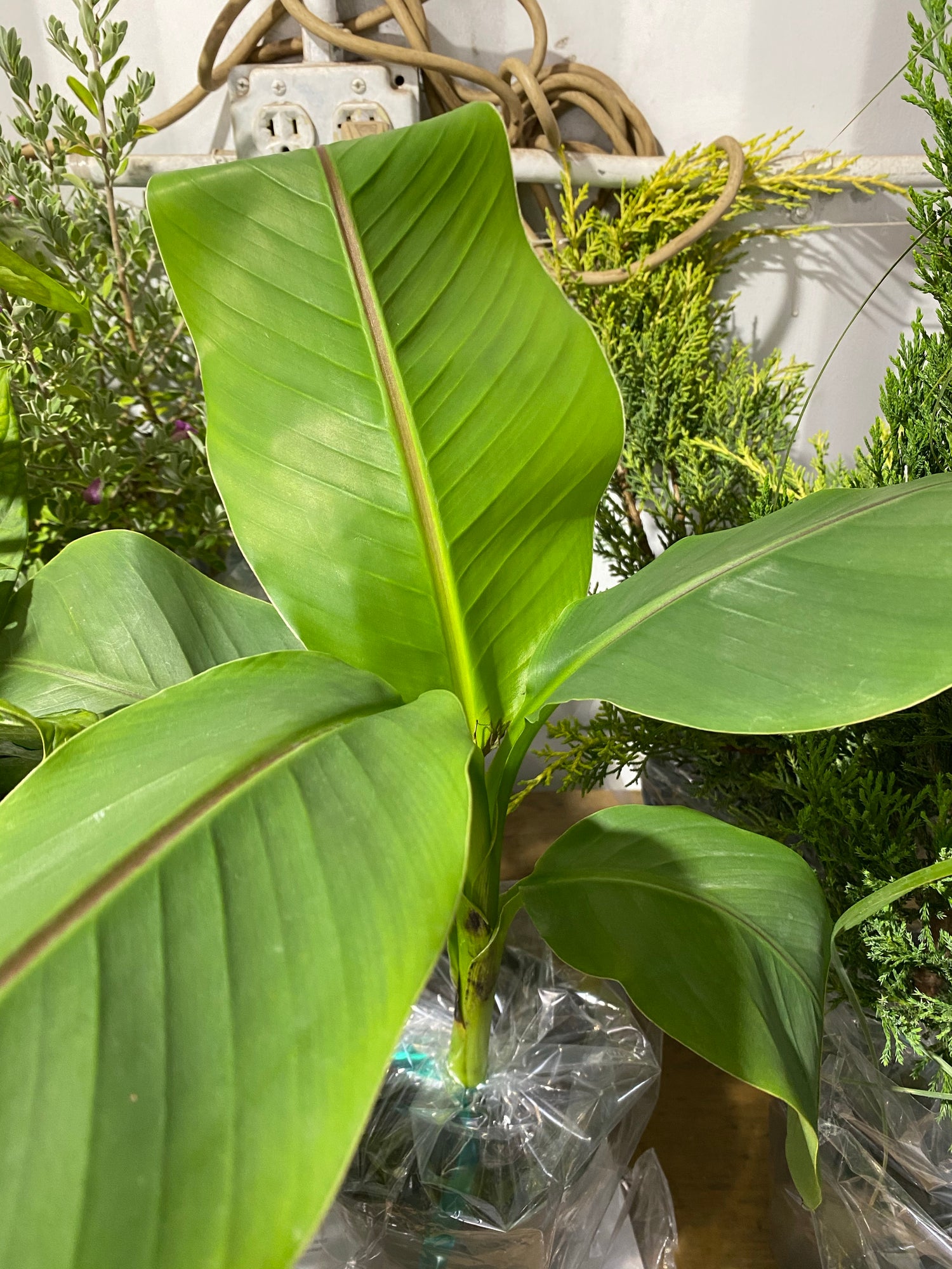 closeup view of Musa Basjoo Cold Hardy Banana Fruit Tree