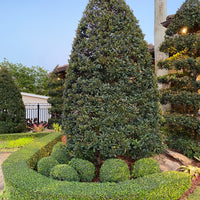 Topiary Eugenia Sphere Tree