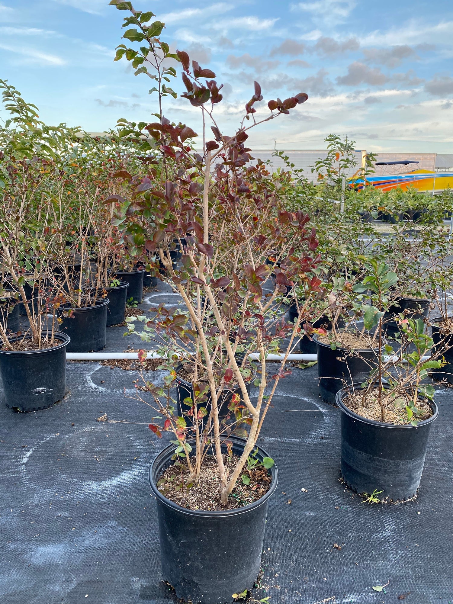 Crape Myrtle Twilight Flowering Tree Bright Purple