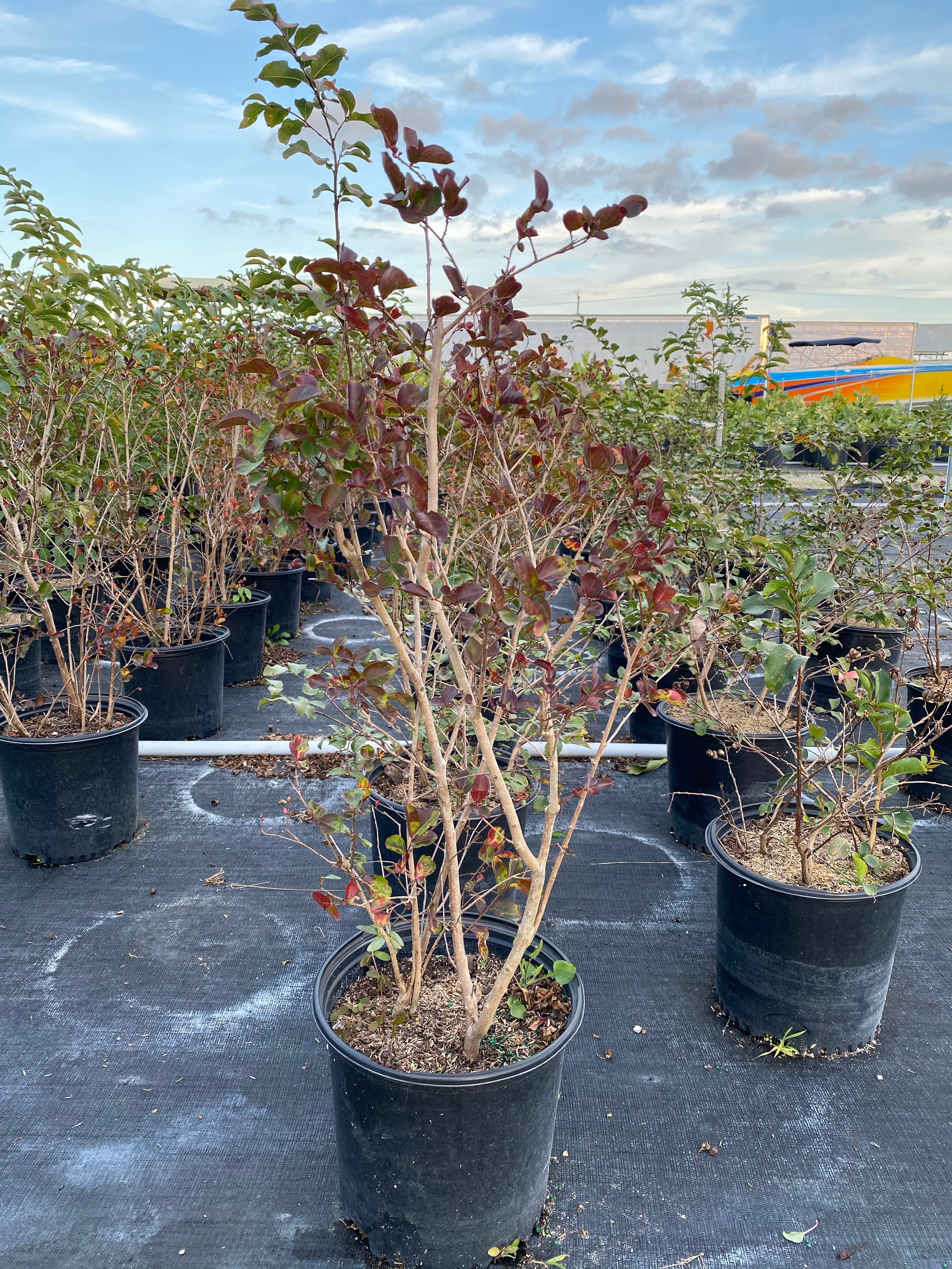 Crape Myrtle Rasberry Sundae Dual Color Red and Pink Flowering Tree