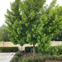 Green Buttonwood, Conocarpus Erectus