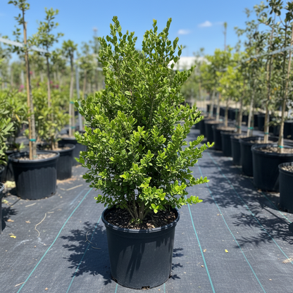 A mature White Indigo Berry (Randia aculeata) shrub featuring dense, bright green foliage