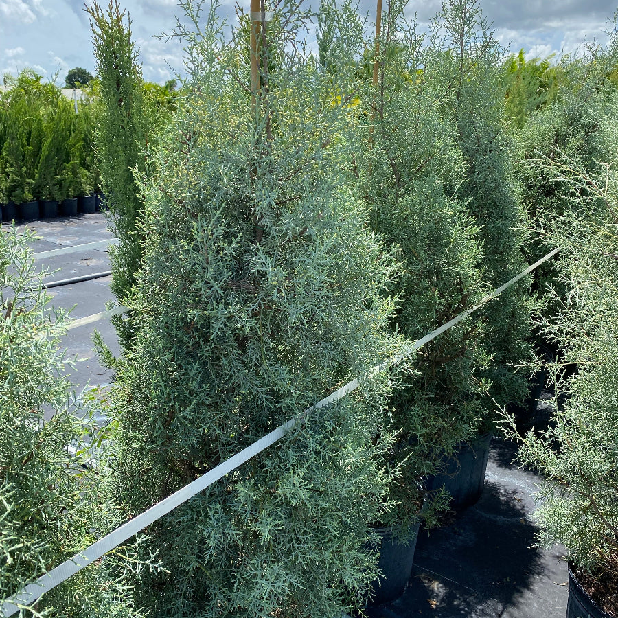 Explore Our Topiary Cone Carolina Sapphire | Eureka Farms