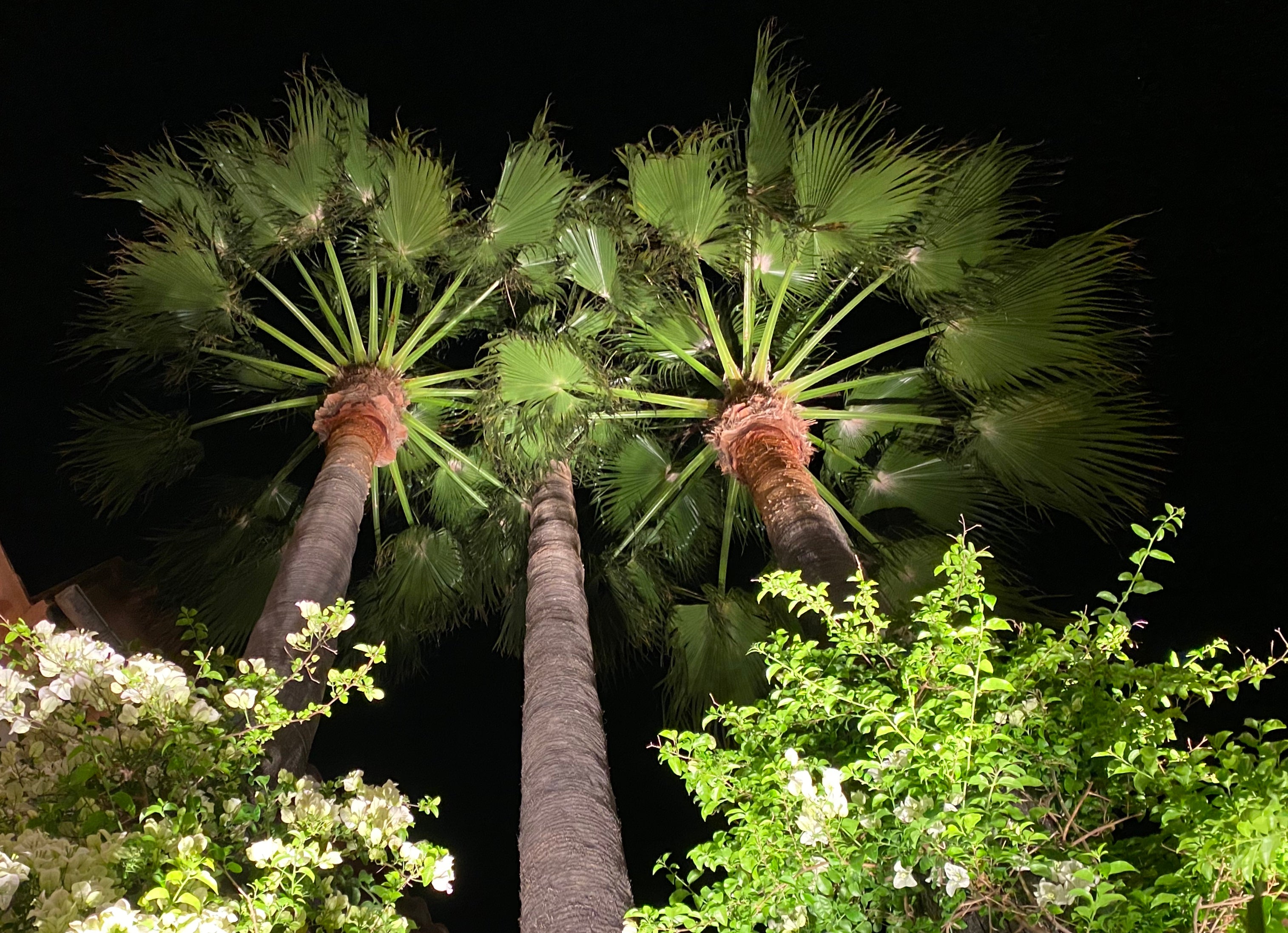 coastal fan palm plant Washington Palm, Mexican Fan Palm Tree