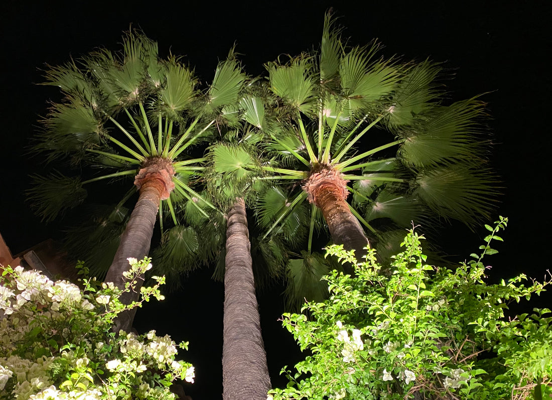 Washington Palm, Mexican Fan Palm Tree