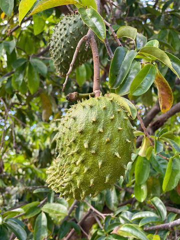Soursop Guanabana Fruit Tree, Annona Muricata