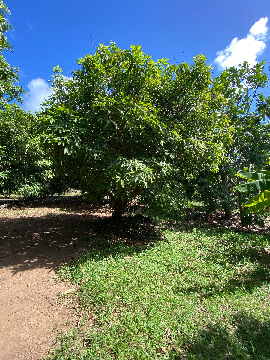 A Jackfruit Tree growing outdoors in a grassy landscape