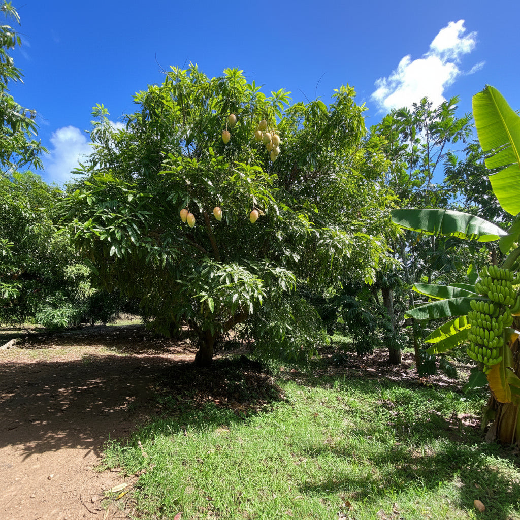 A Jackfruit Tree growing outdoors in a grassy landscape