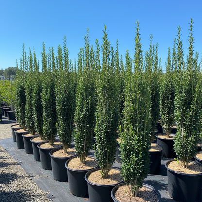 Ilex crenata &