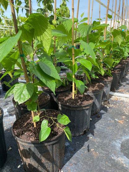 mulberry bonsai tree for sale Buy Black Mulberry, Everbearing Morus Nigra – Eureka Farms