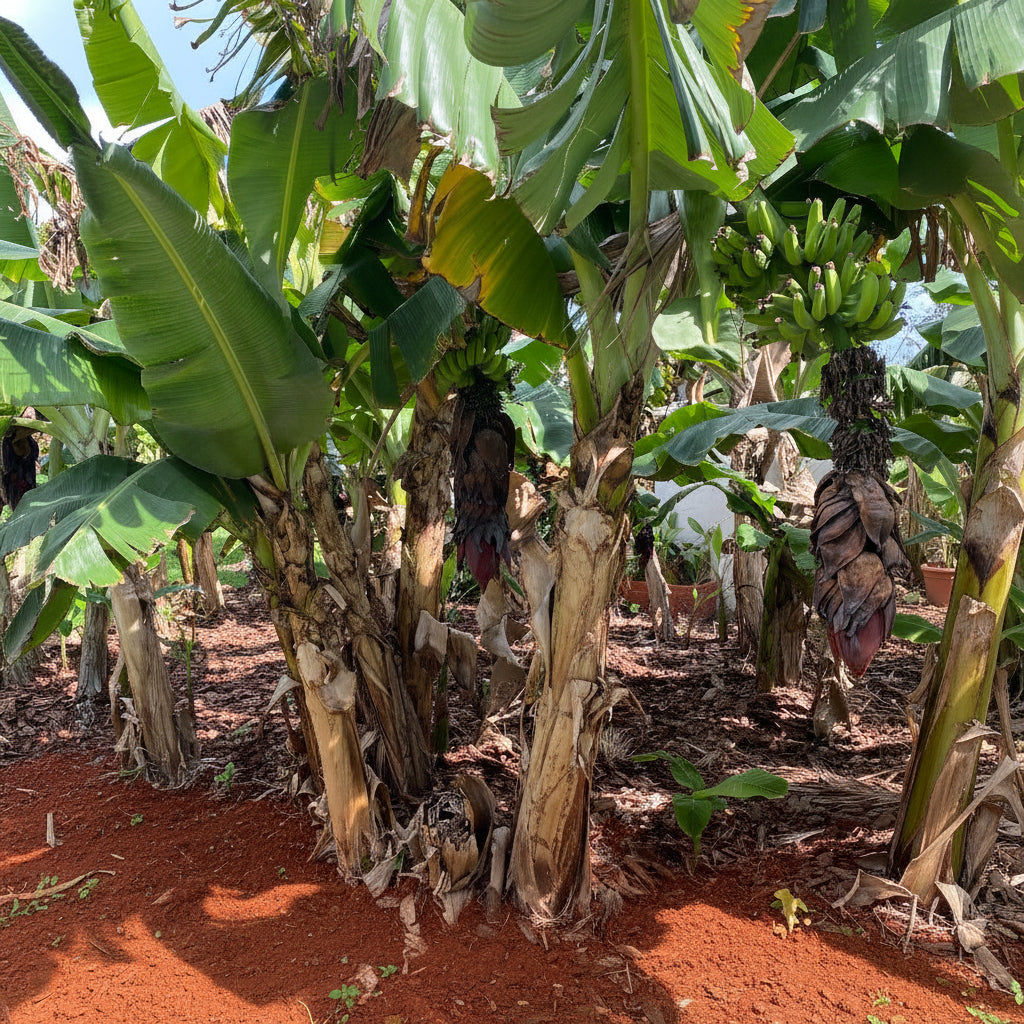 : A sunlit outdoor view of several mature Musa
