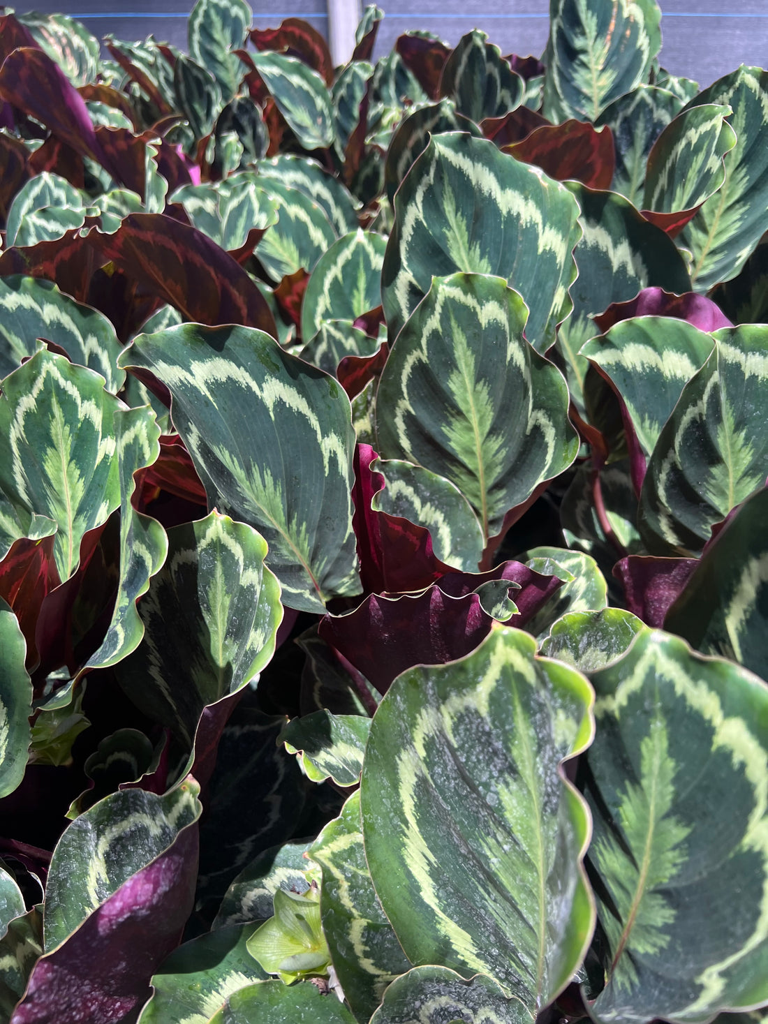 Calathea Medallion, Prayer Plants