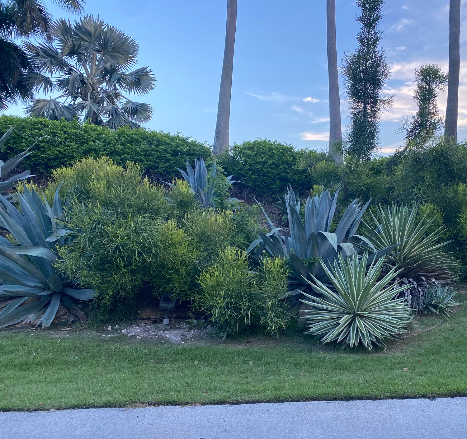 Agave Angustifolia, Caribbean Agave outside view
