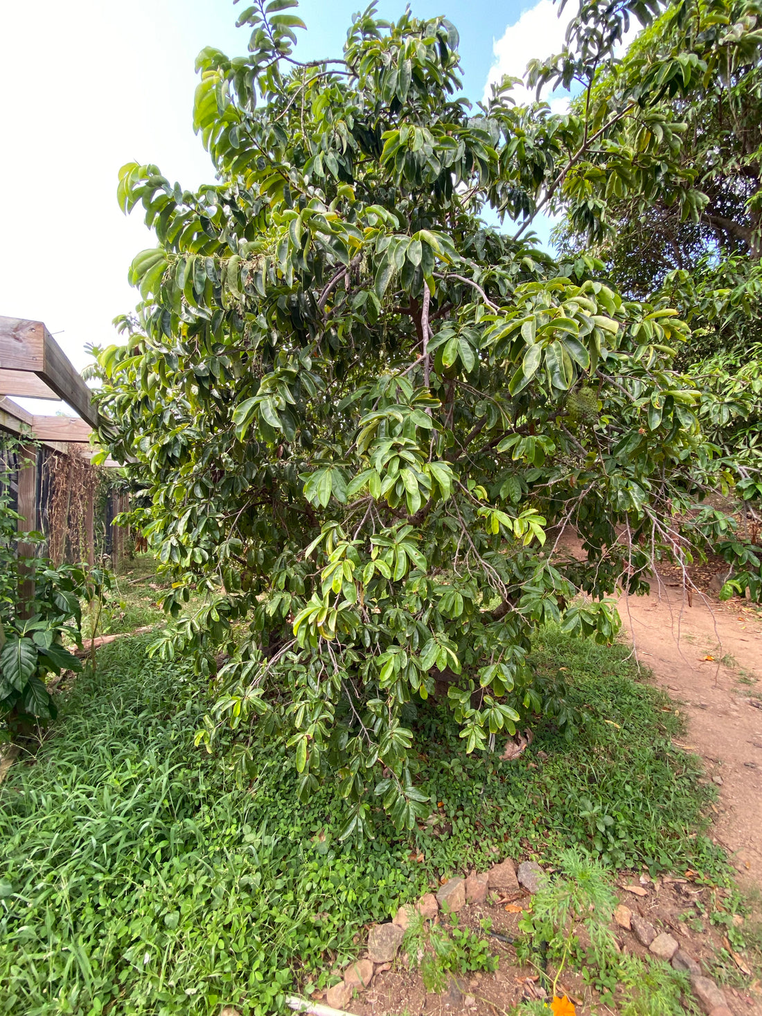 Soursop Guanabana Fruit Tree, Annona Muricata