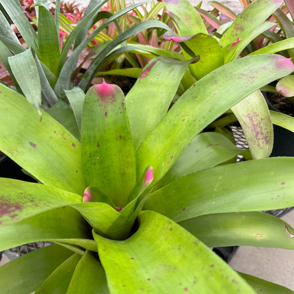 Bromeliad Neoregelia Johannis, Green with Pink Tips