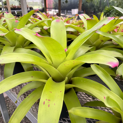 Bromeliad Neoregelia Johannis, Green with Pink Tips