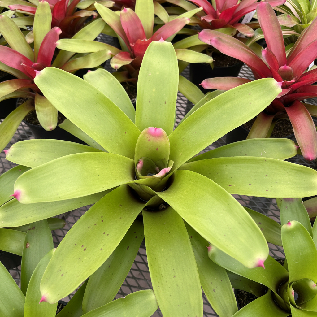 Bromeliad Neoregelia Johannis, Green with Pink Tips
