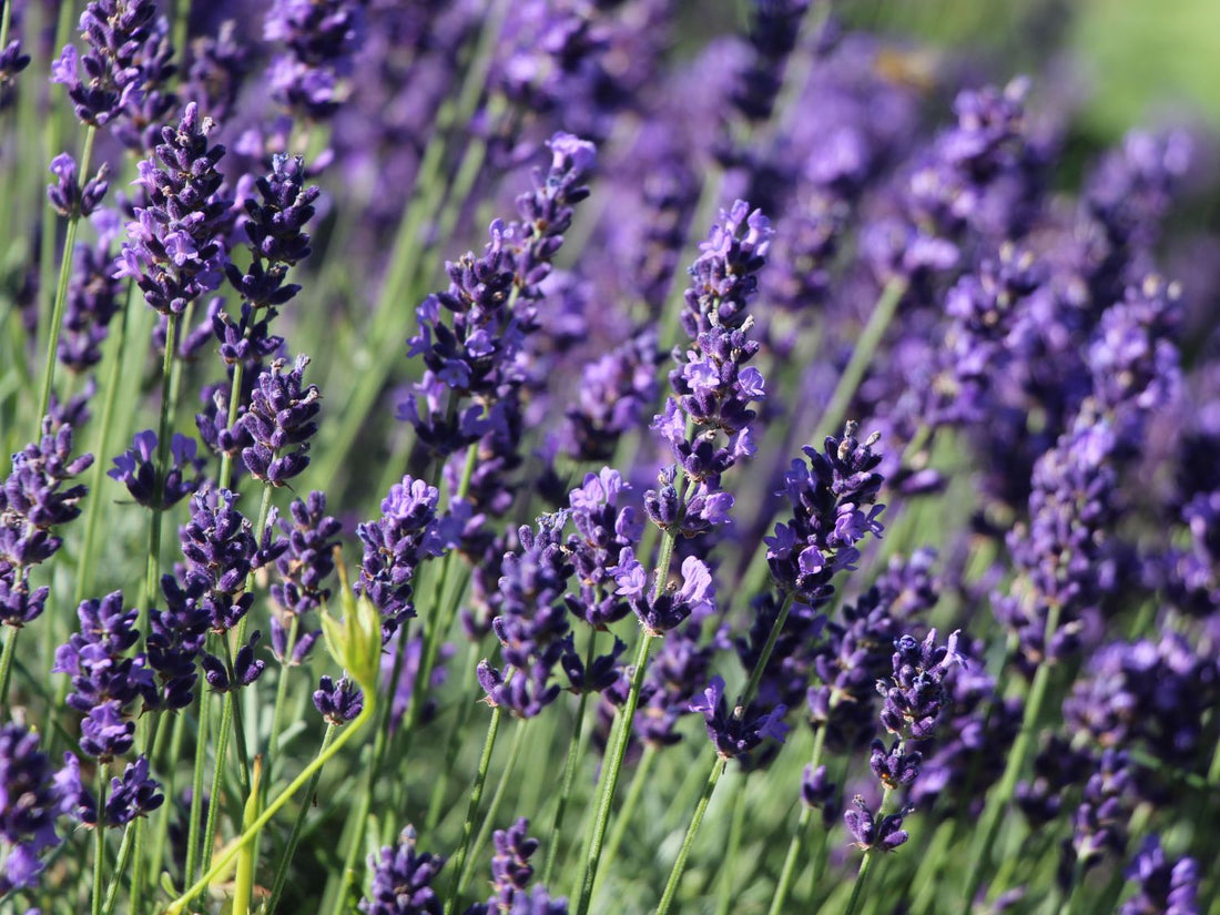 Hidcote Blue English Lavender