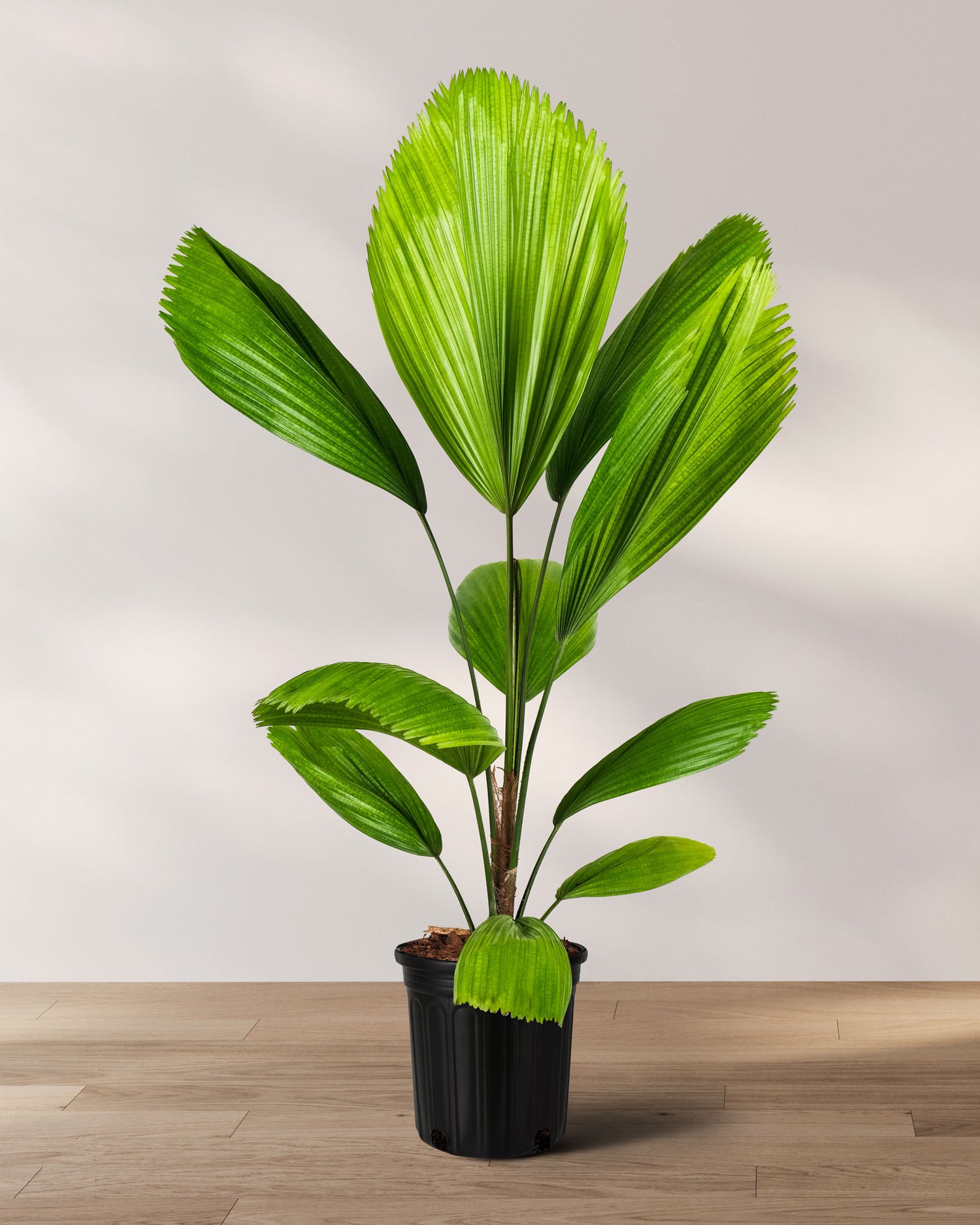 Licuala Fan Palm with large upright pleated green leaves growing from slender stems in a 2 gallon black nursery pot against a neutral indoor background.
