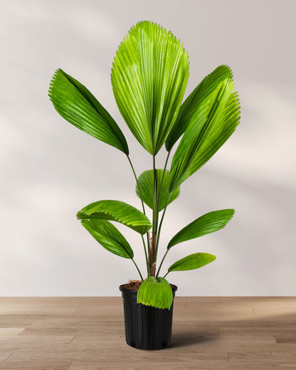 Licuala Fan Palm with large upright pleated green leaves growing from slender stems in a 2 gallon black nursery pot against a neutral indoor background.